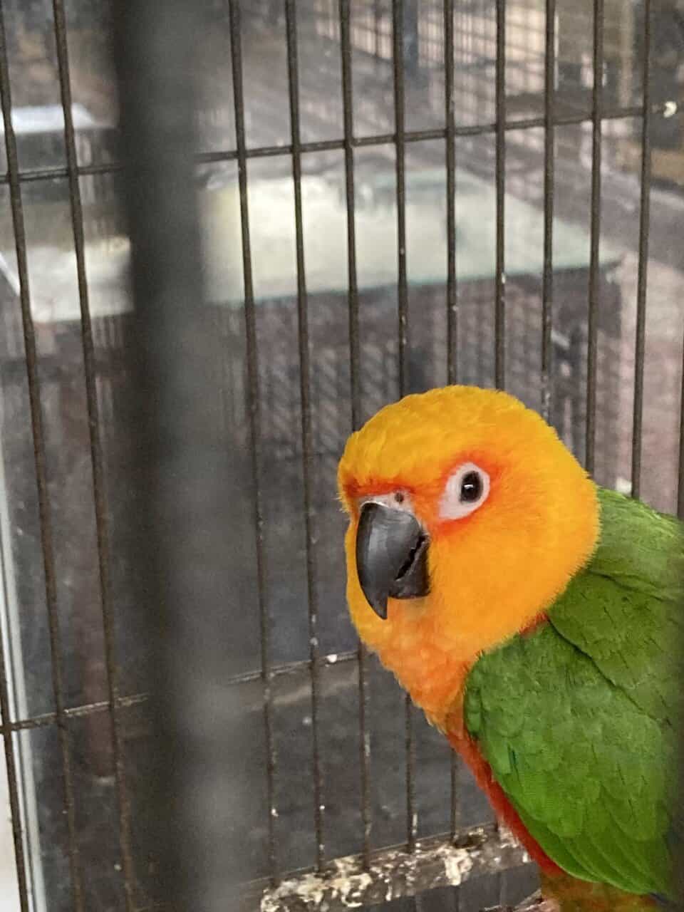 Rehoming Sun Jenday Conure image 1