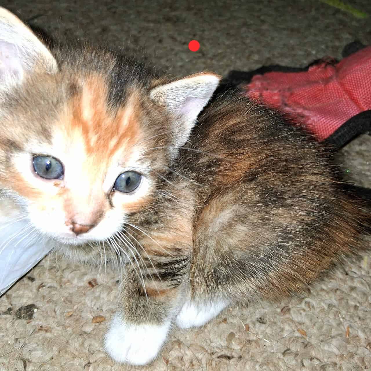 Soft , Sweet kittens for adoption. image 15