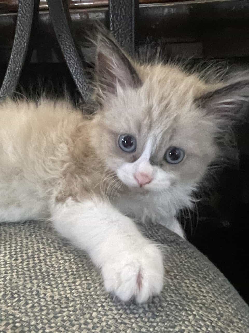 Loving kittens image 13