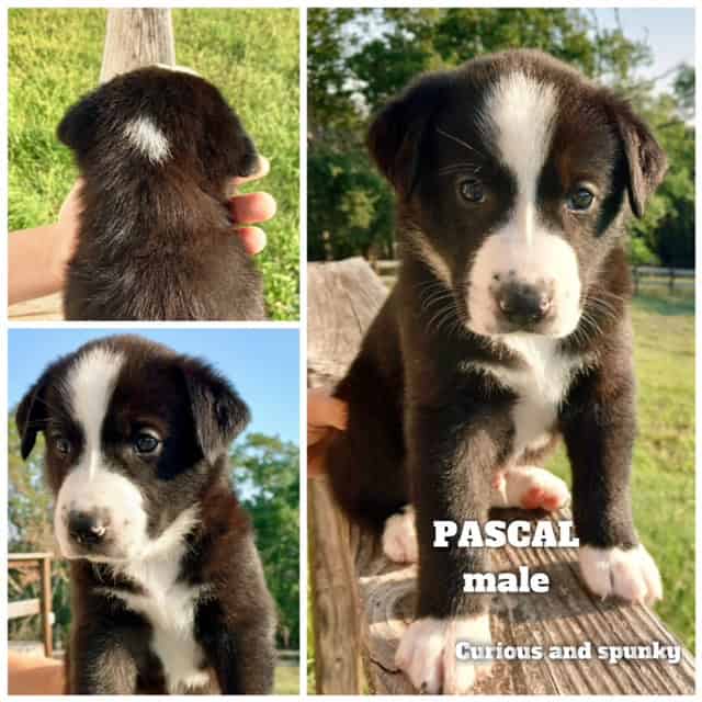 Aussiedor/Sheprador puppies image 7