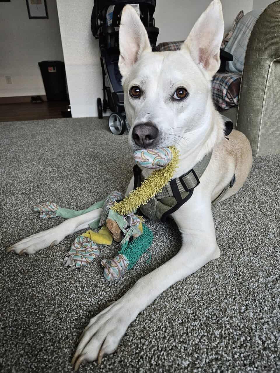 Rehoming image 4