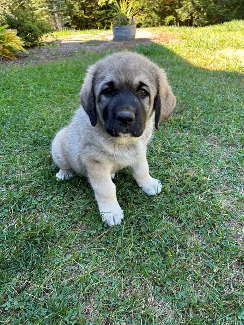 Ivy Kangal – Russian Shepherd Guardian Puppy image 2