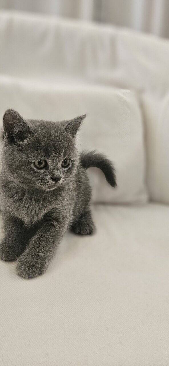 Scottish Fold/Straight cats for sale image 3