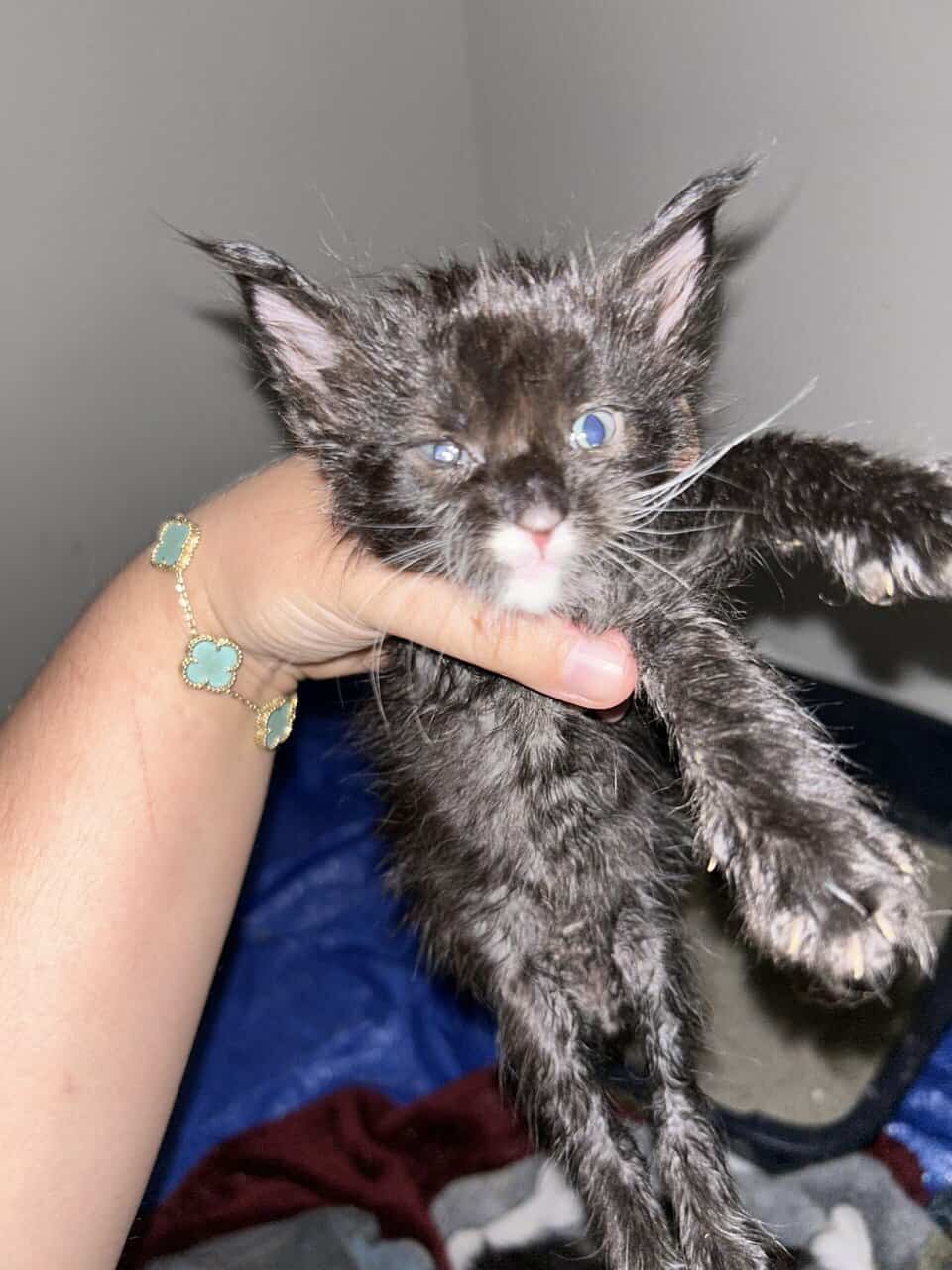 EUROPEAN GORGEOUS MAINE COON Kittend tica text image 3