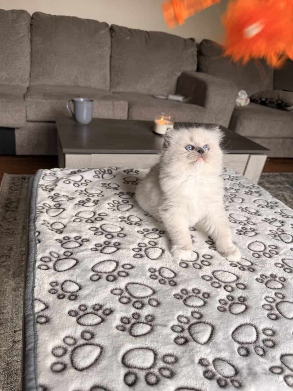 Ragdoll kittens for sale image 7