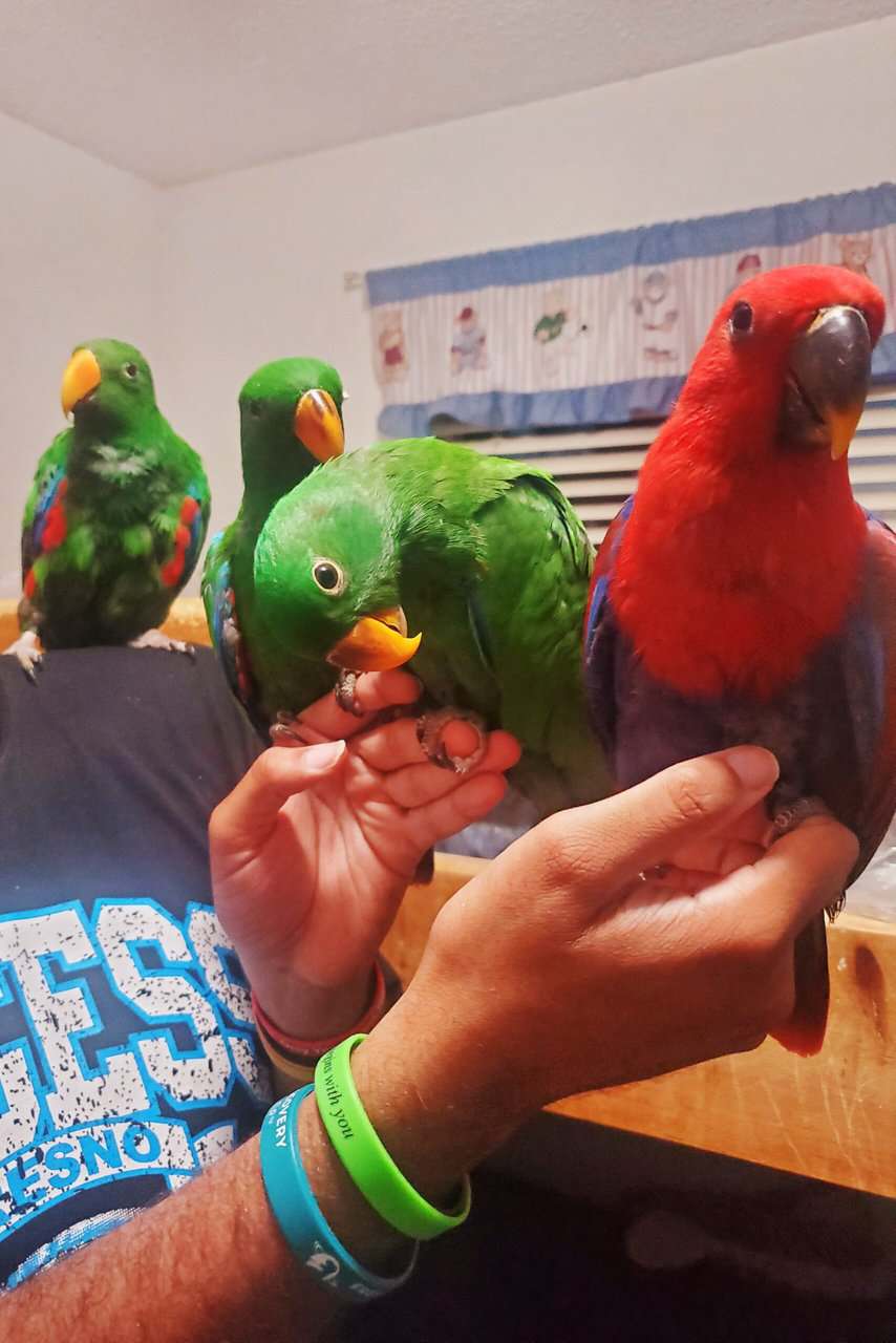 Eclectus Parrots - Tame & Playful image 2