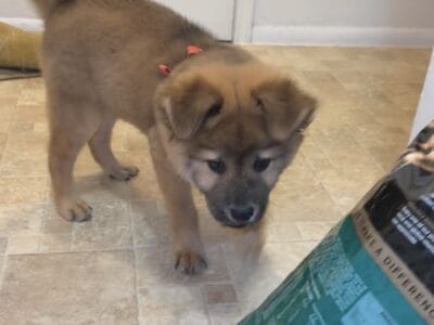 Chow/shepherd puppy