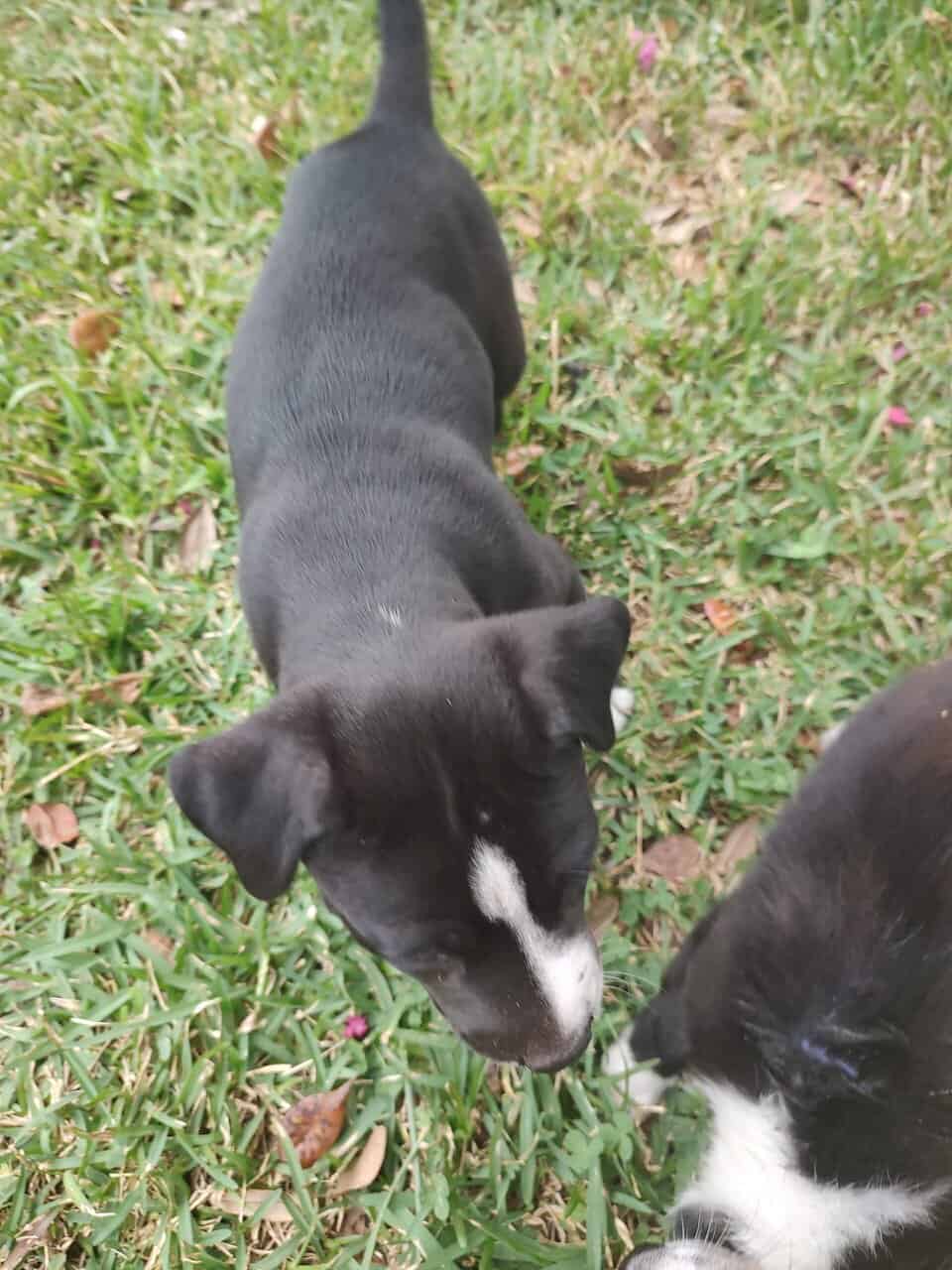 Purdiest PitBullies image 4