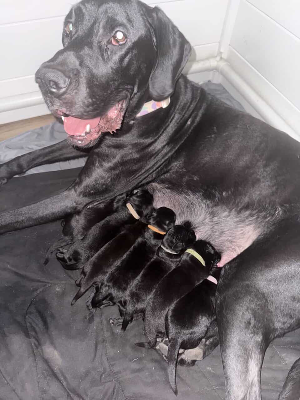 Giant Schnauzer/Great Dane mix Puppies image 11