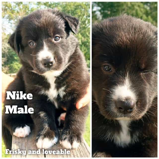 Aussiedor/Sheprador puppies image 3