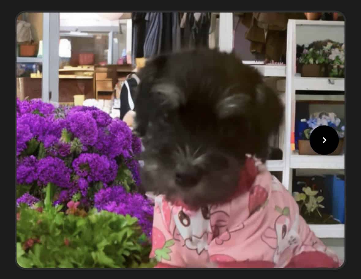 Mini Schnauzer AKC 8 weeks old image 3