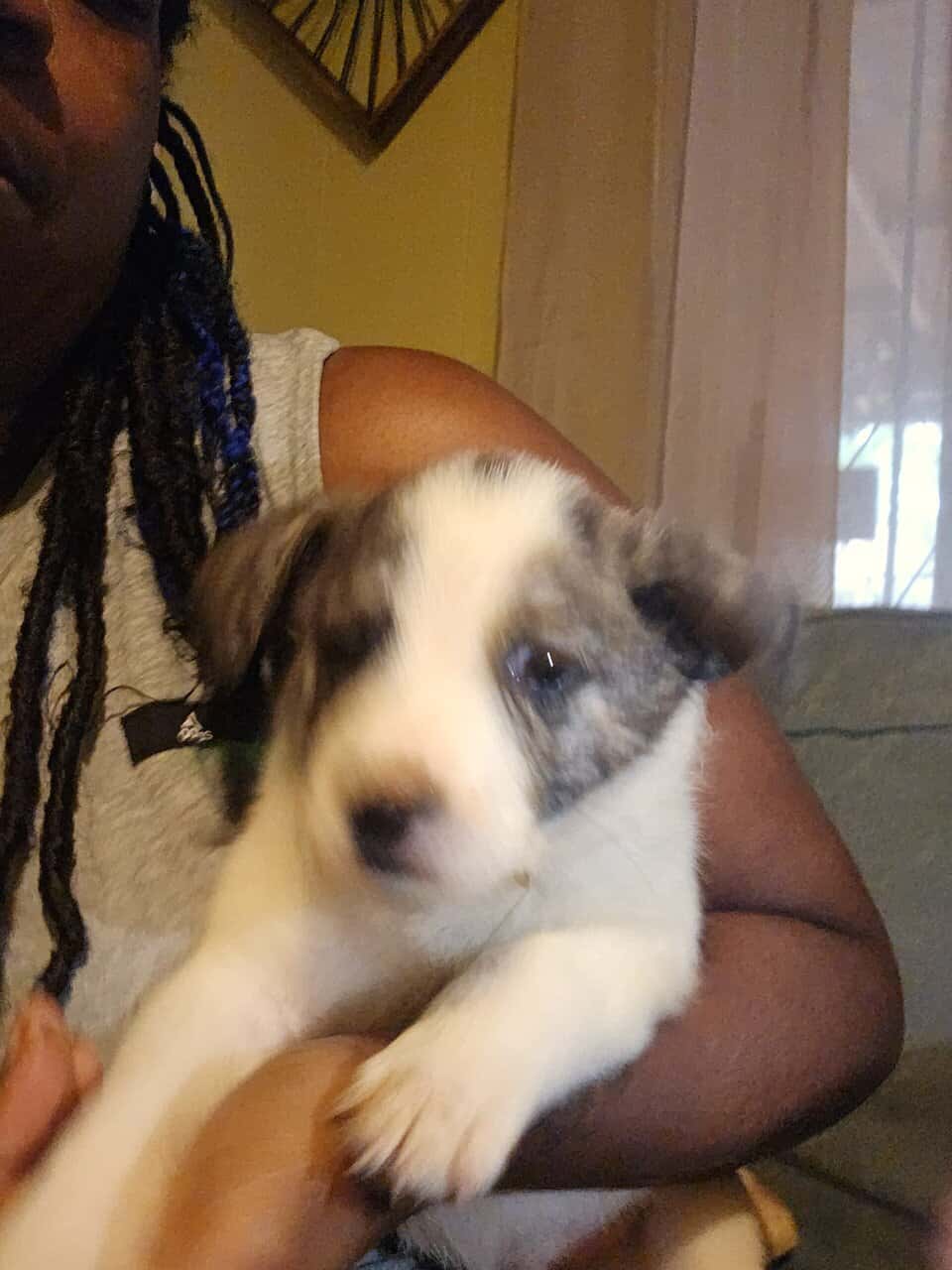 Labrabull puppies image 6