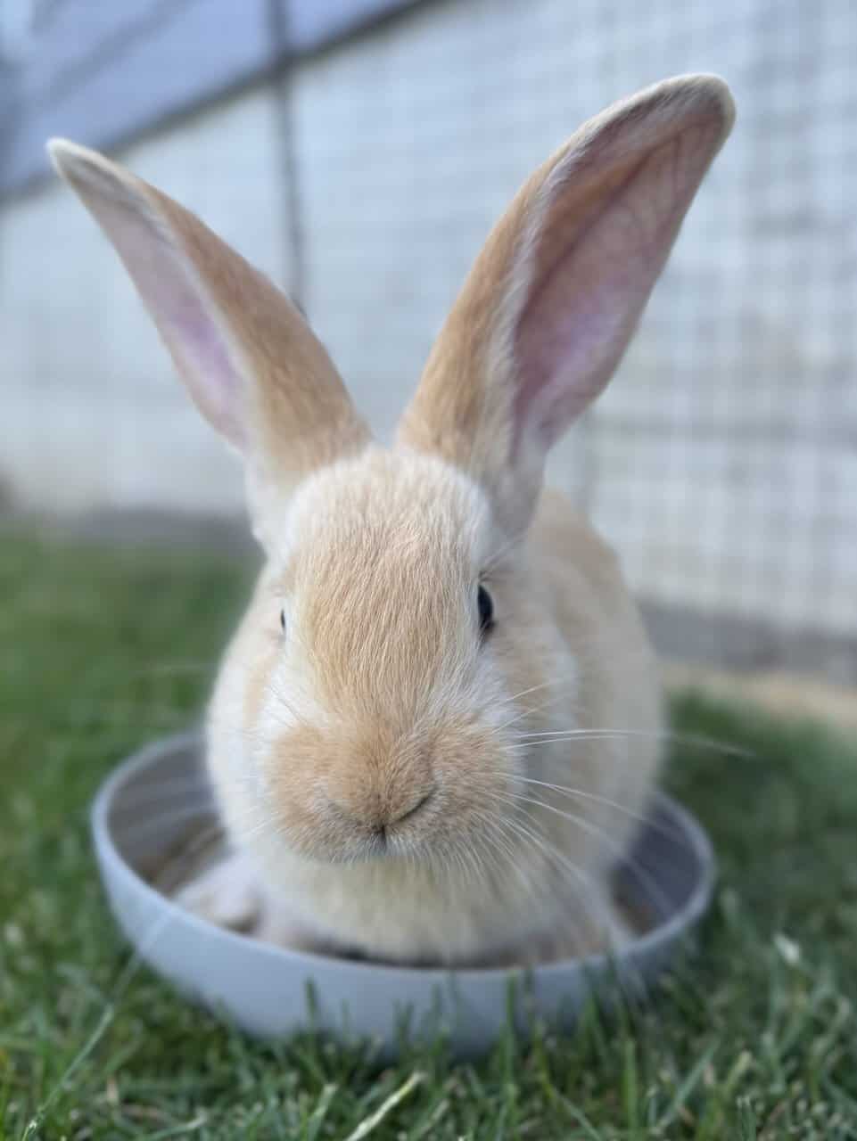 Flemish Giant Rabbits image 6
