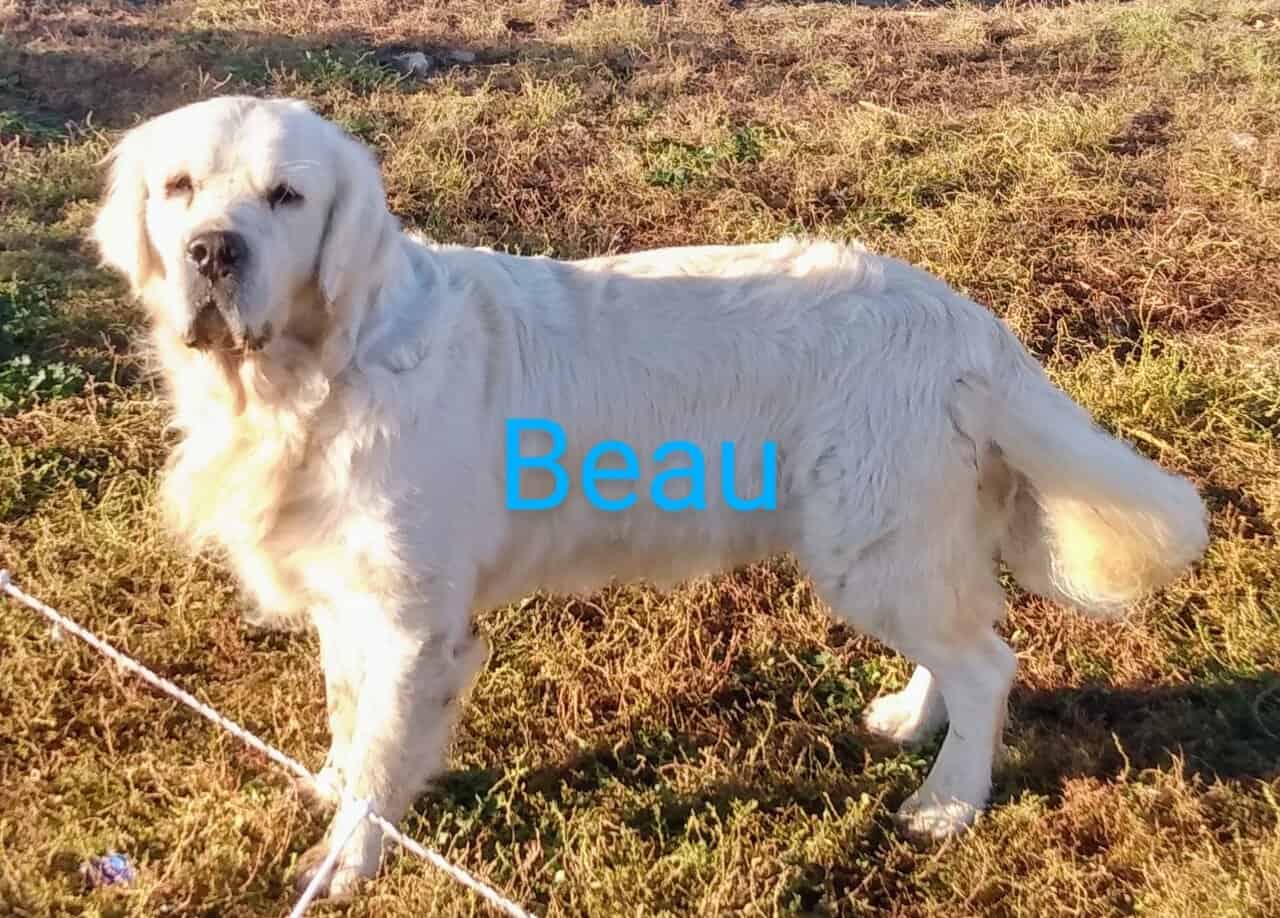 English cream golden retrievers image 4