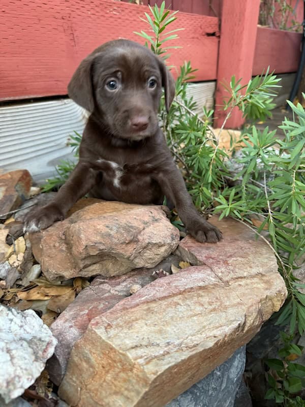 Lab and pit puppies image 5