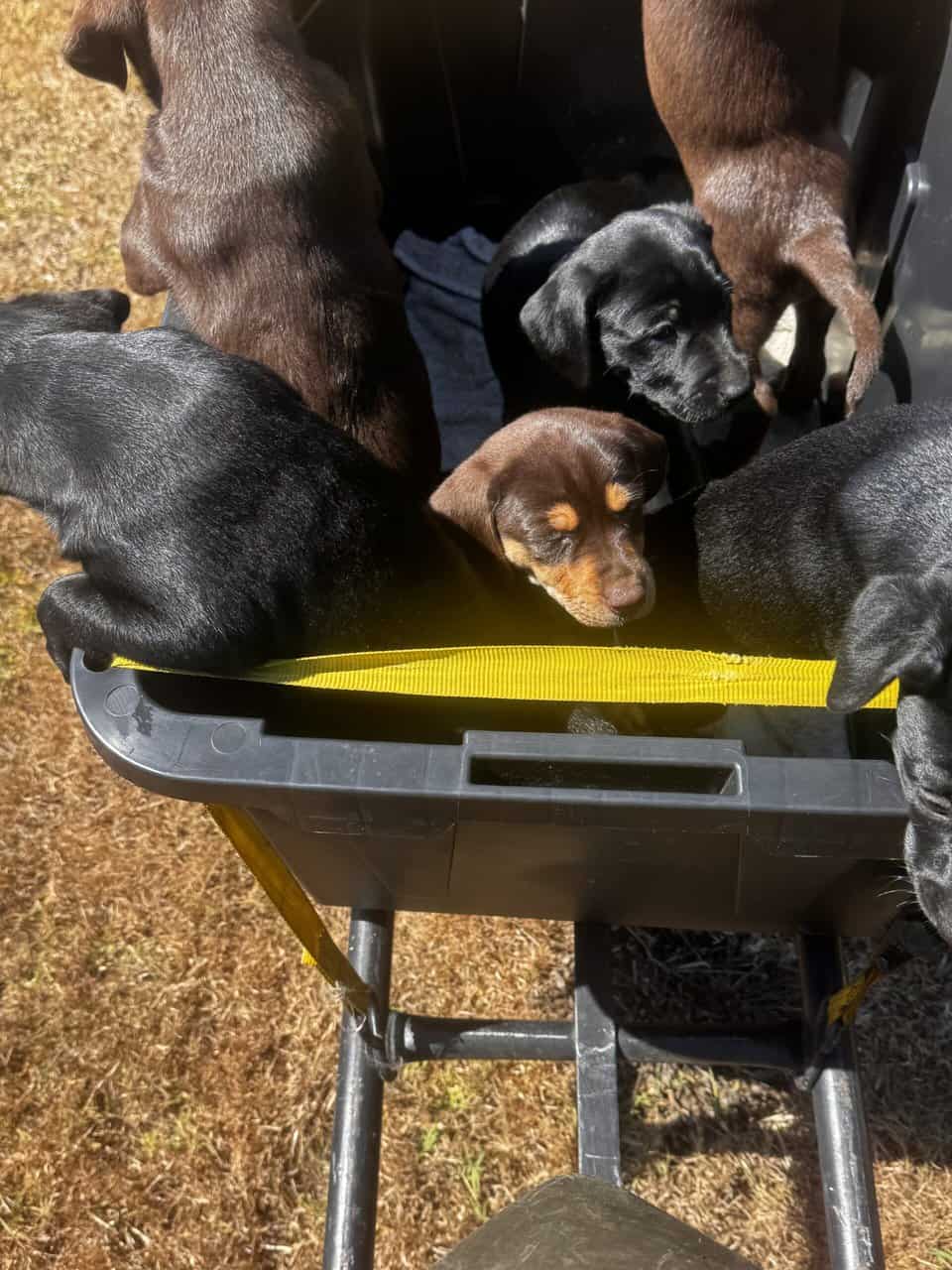 Lab and pit puppies image 2