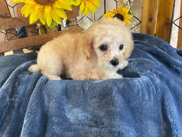 Toy Poodle image 6