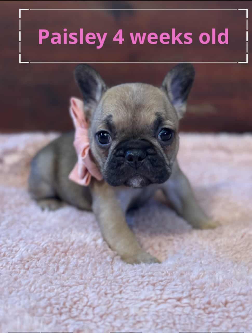 French Bulldog puppies image 3