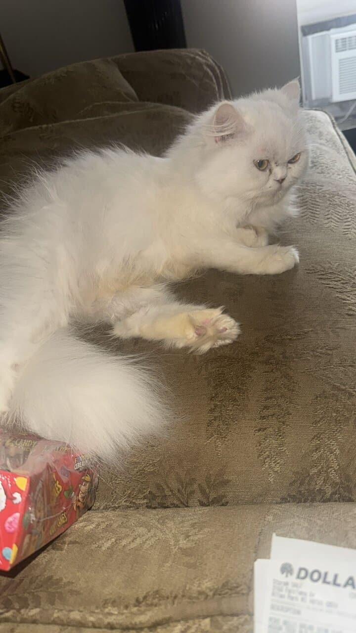 White color and has two different color eyes image 2