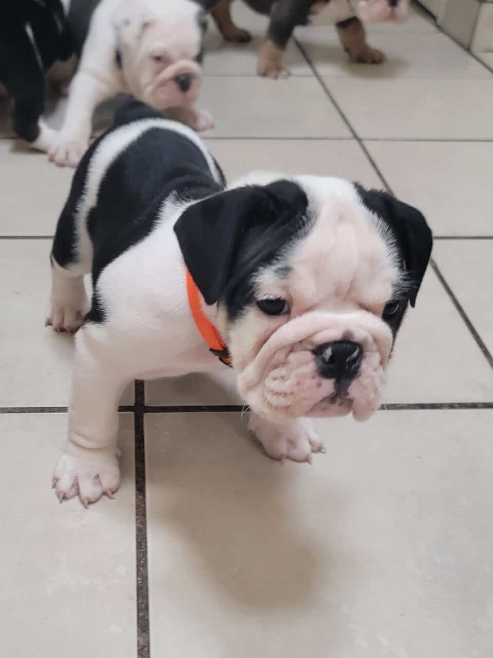 English bulldog puppies image 5