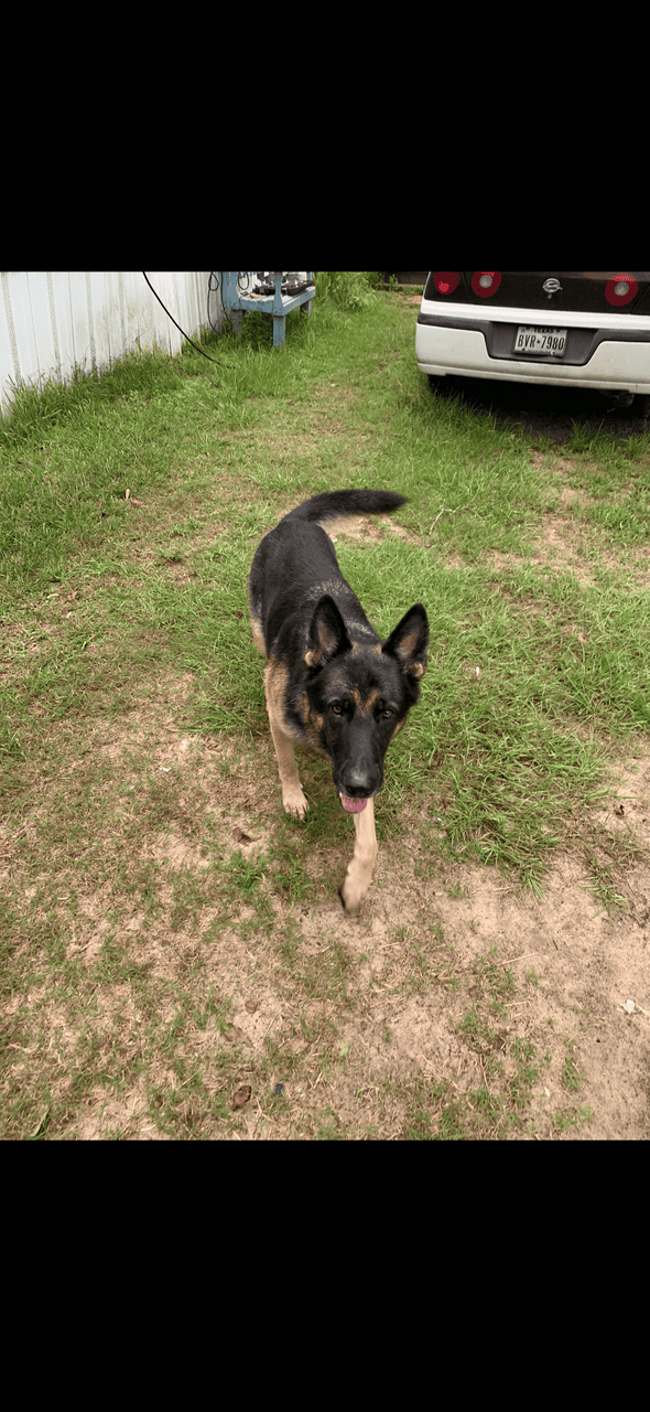 German Shephard for adoption image 2