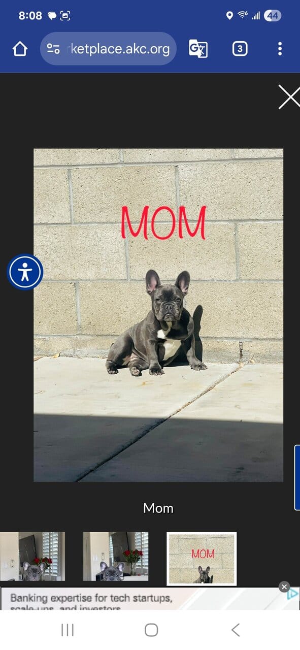 Female frenchie for sale image 4