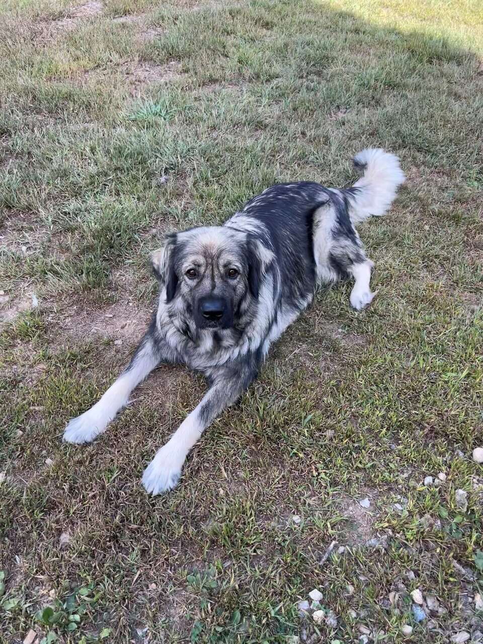 Midnight Kangal – Russian Shepherd Guardian Puppy image 3