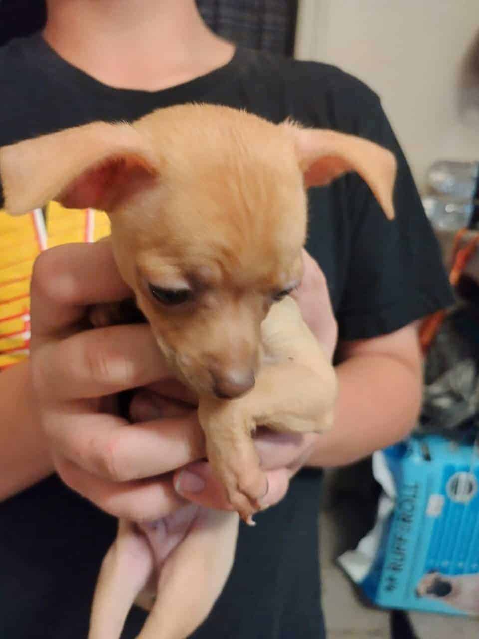 Three Chihuahua puppies in need of forever homes image 5