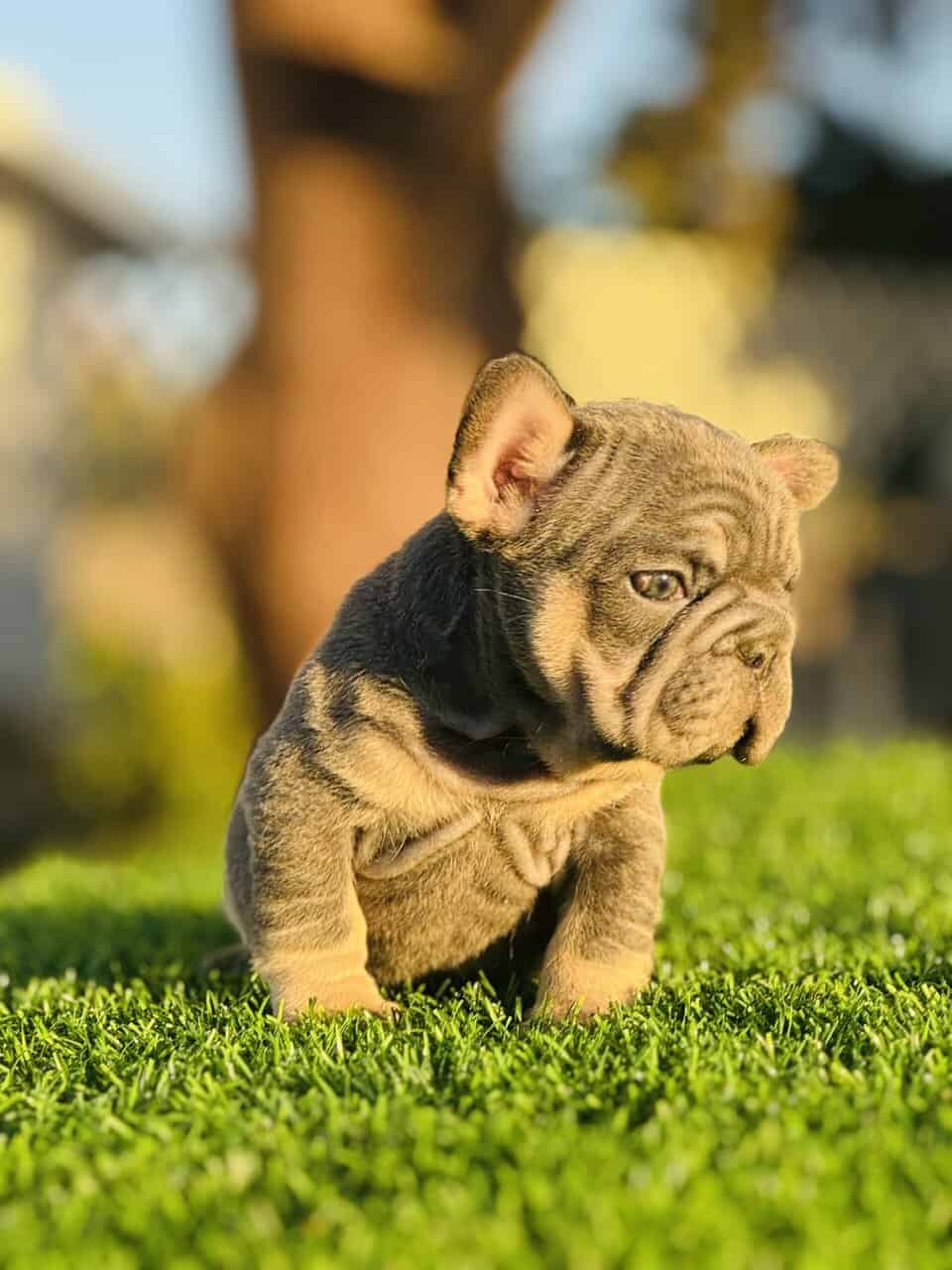 FRENCHIE PUPPY image 7