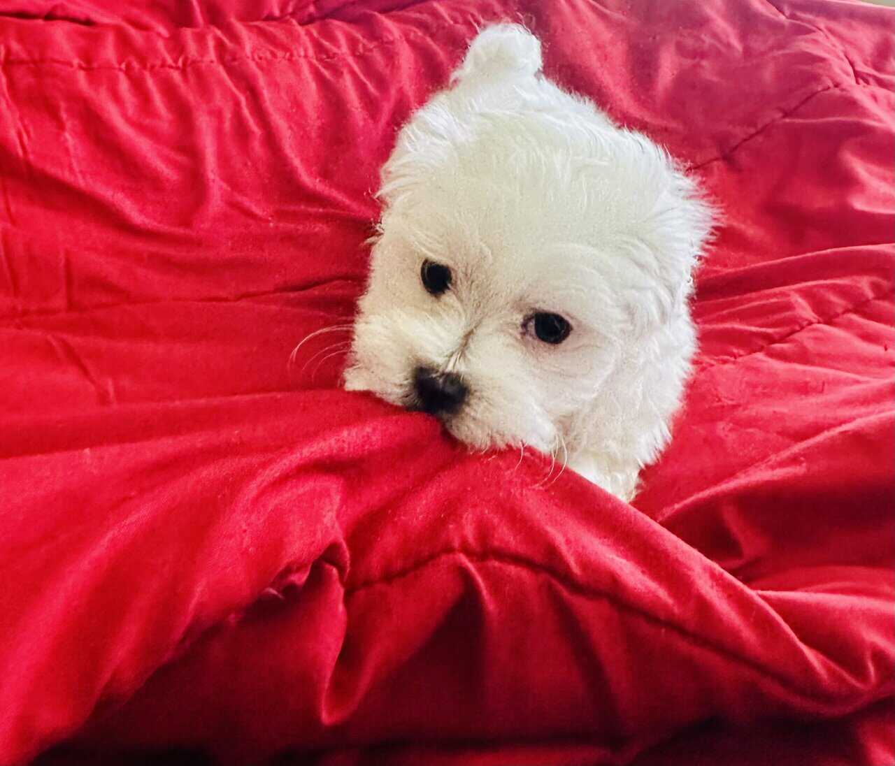 Maltese puppy image 4