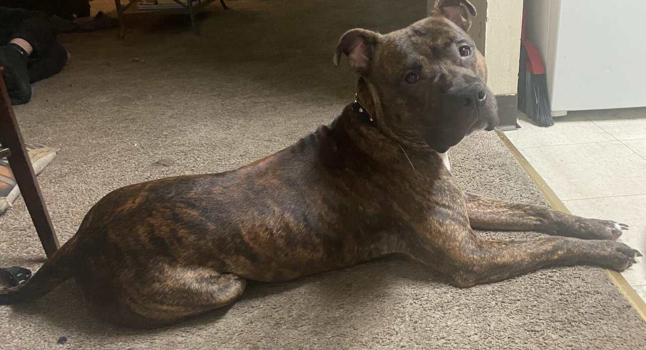 16 month old Male Brindle Pit Bull image 4