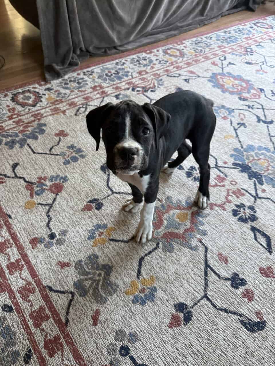 Boxer Puppies image 3