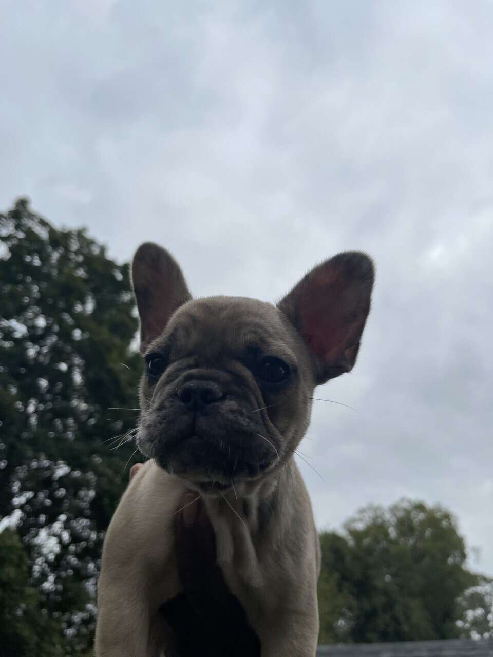 French bulldog Puppy female image 5