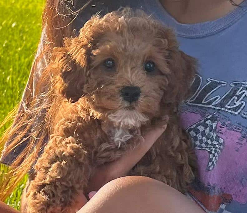 Cavapoo image 2