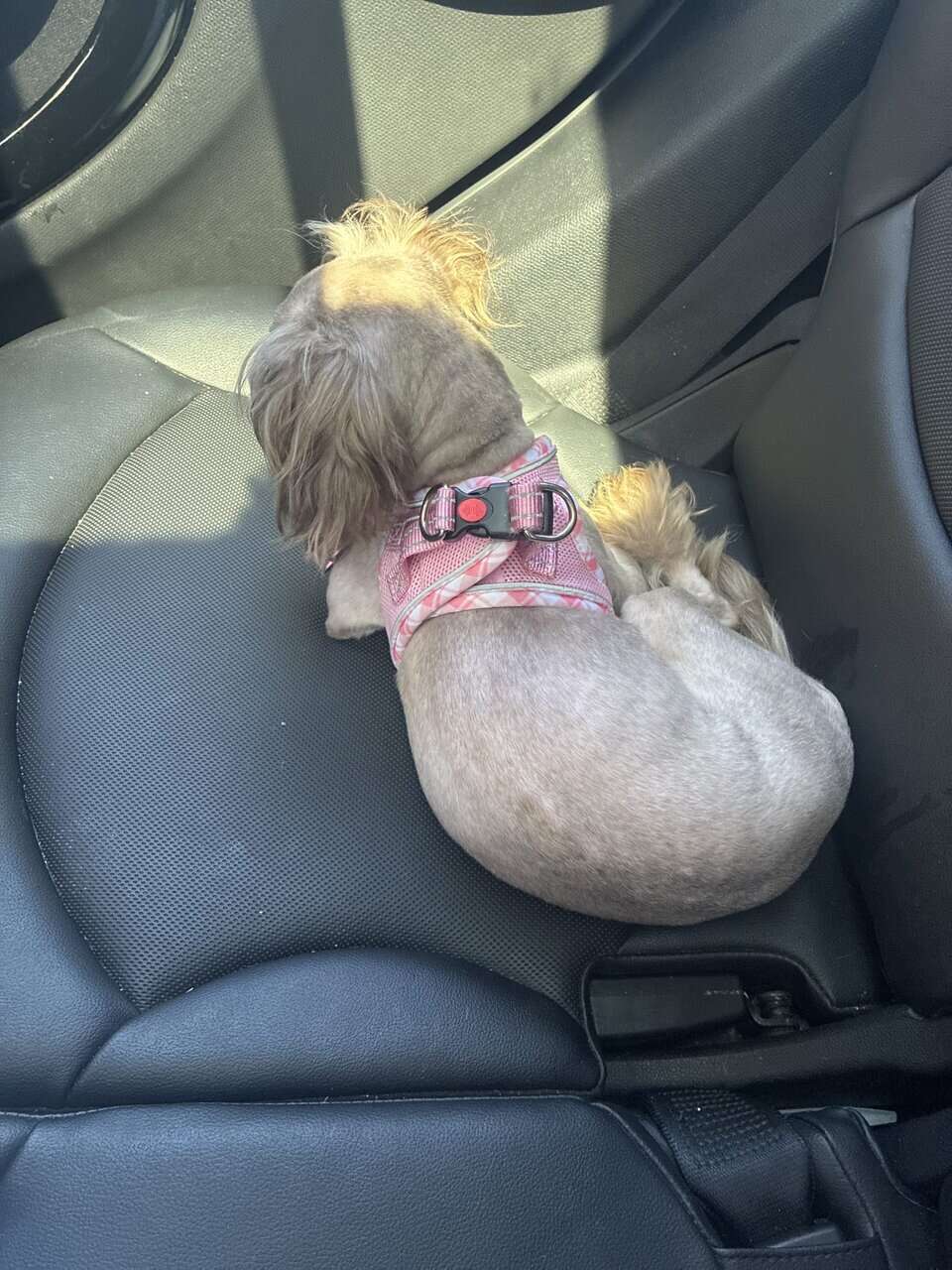 Female shih tzu image 1
