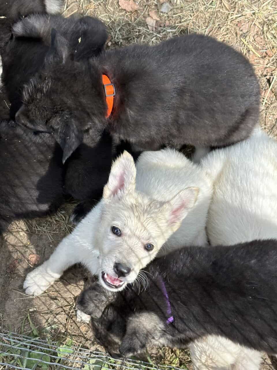AKC German Shepherd Puppies image 1