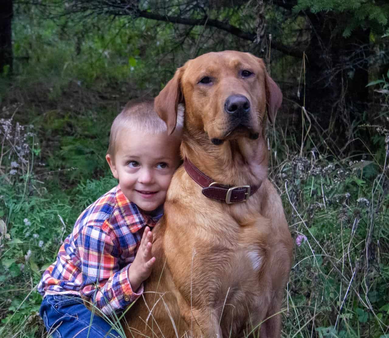 Fox Red Labs with Loaded Pedigrees image 5