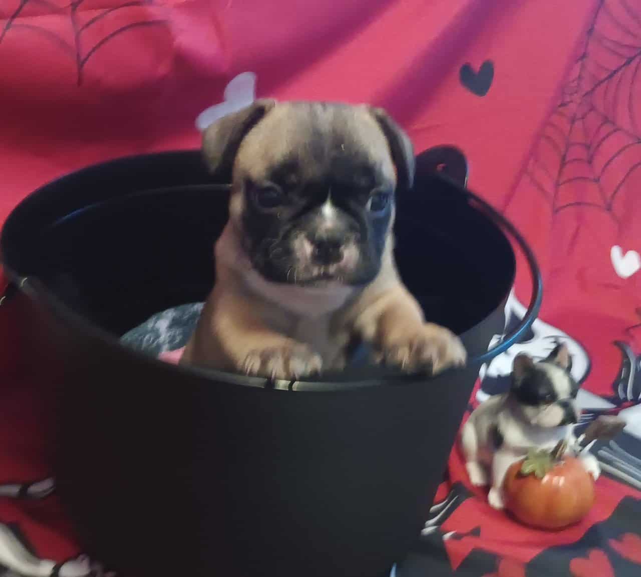 French Bulldog puppies fall sale image 4