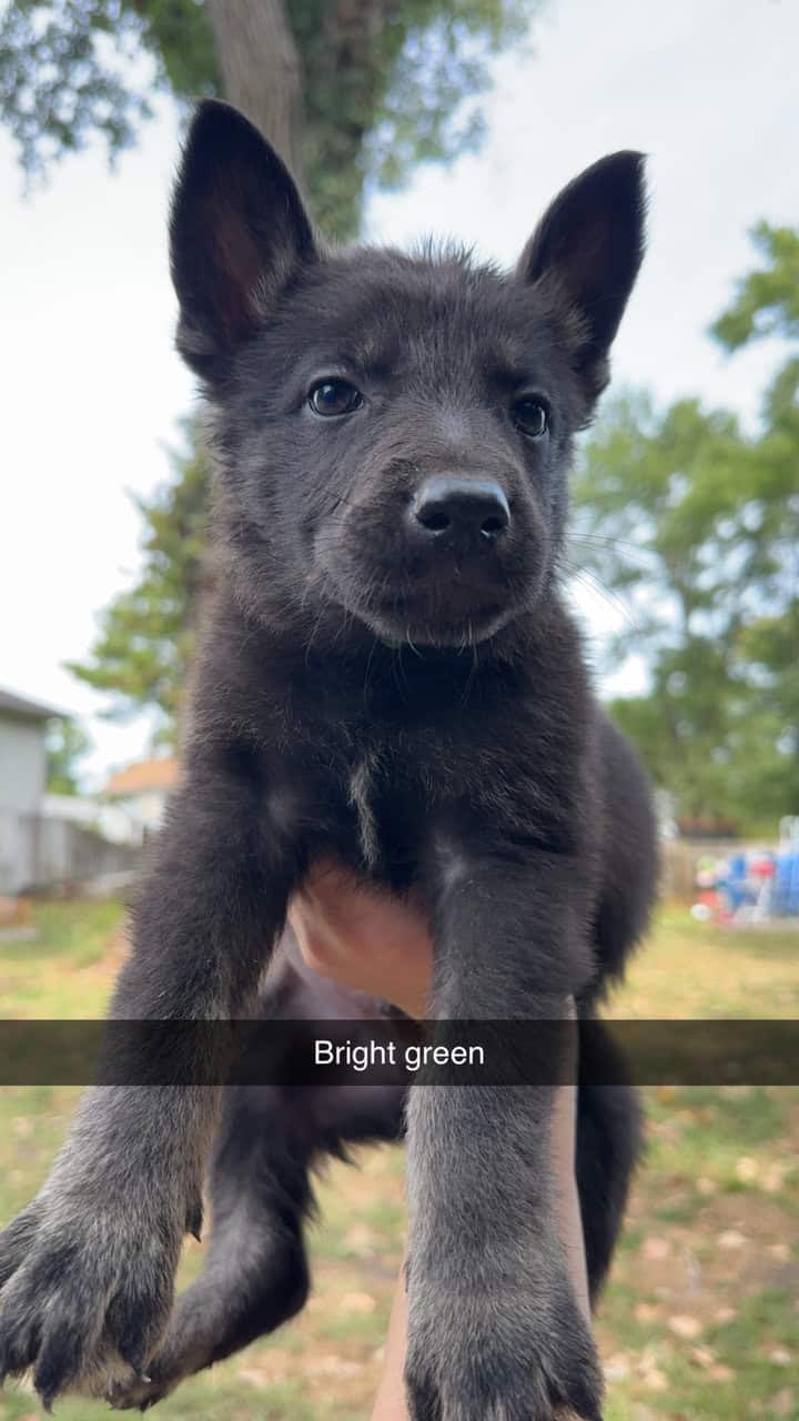AKC German Shepherd Puppies image 5