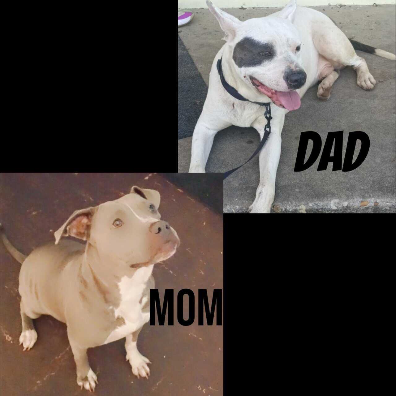 Pitbull puppies image 1