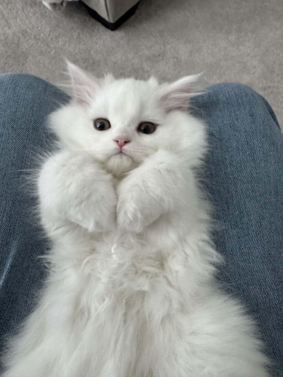 Persian Dollface image 5