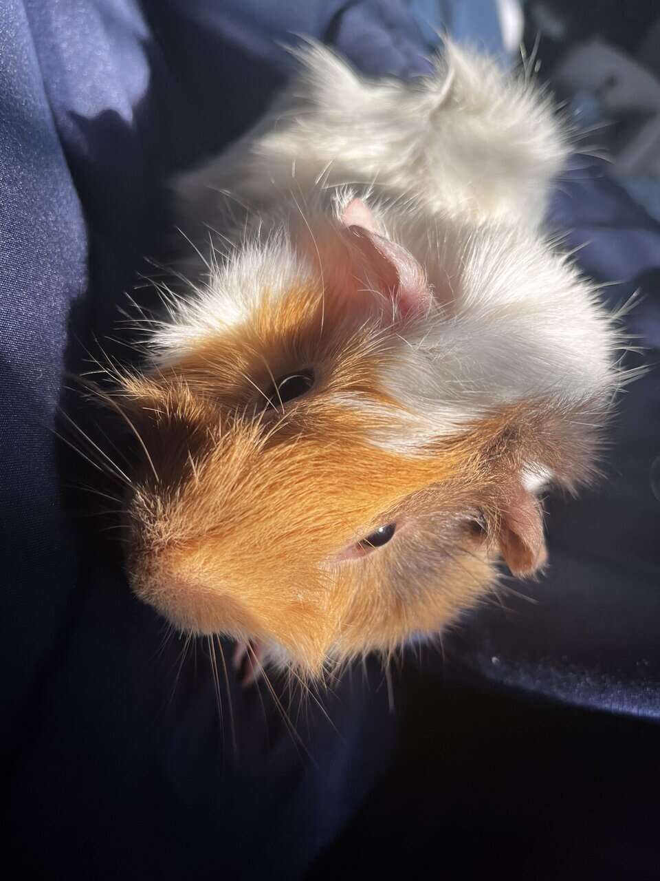 Hey looking to sell my 3 guinea pigs by today. image 1
