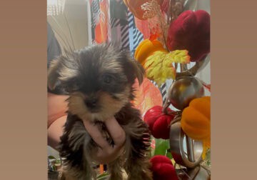 Yorkie puppies