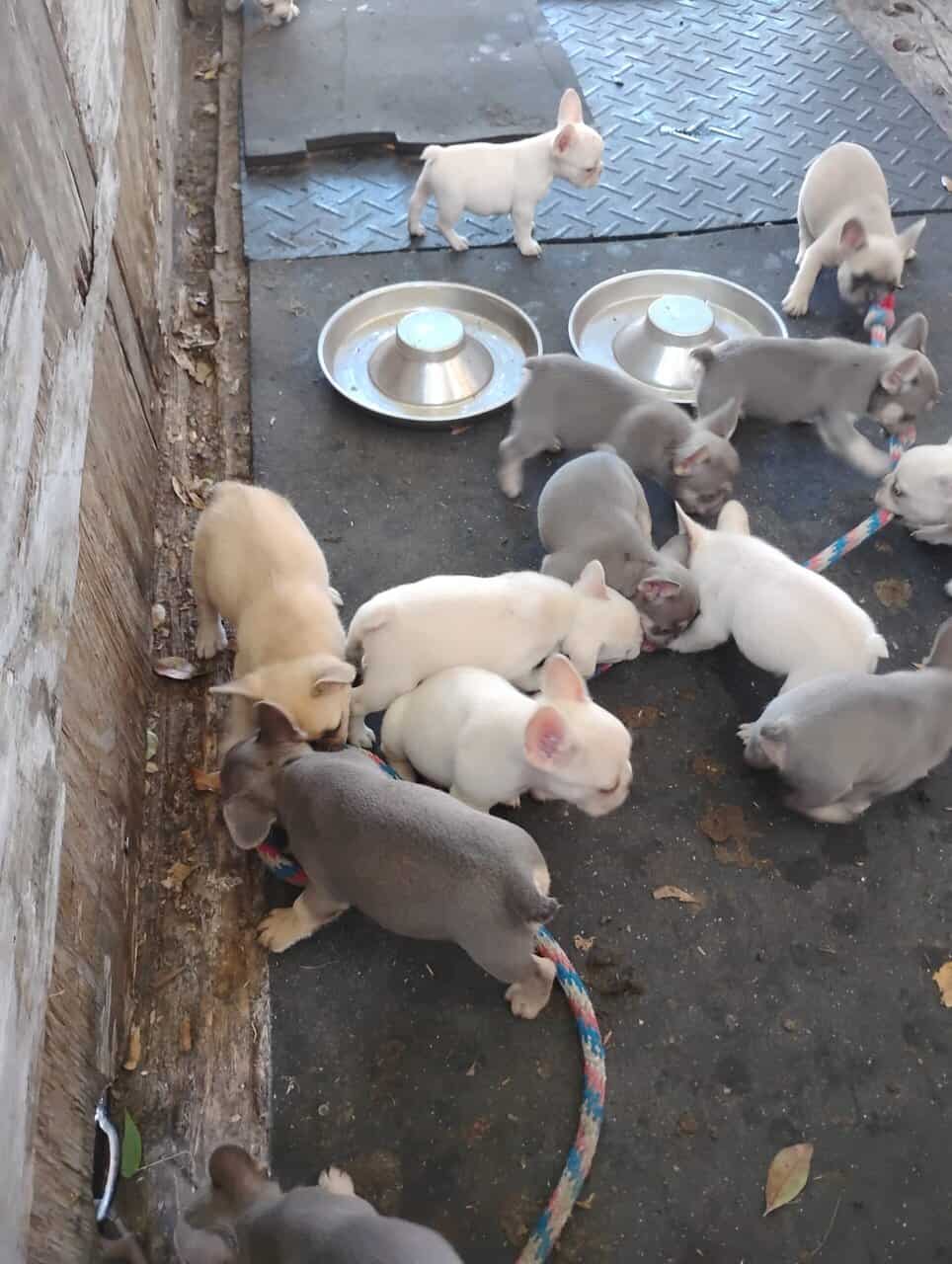 FRENCHIES looking for LOVE image 2