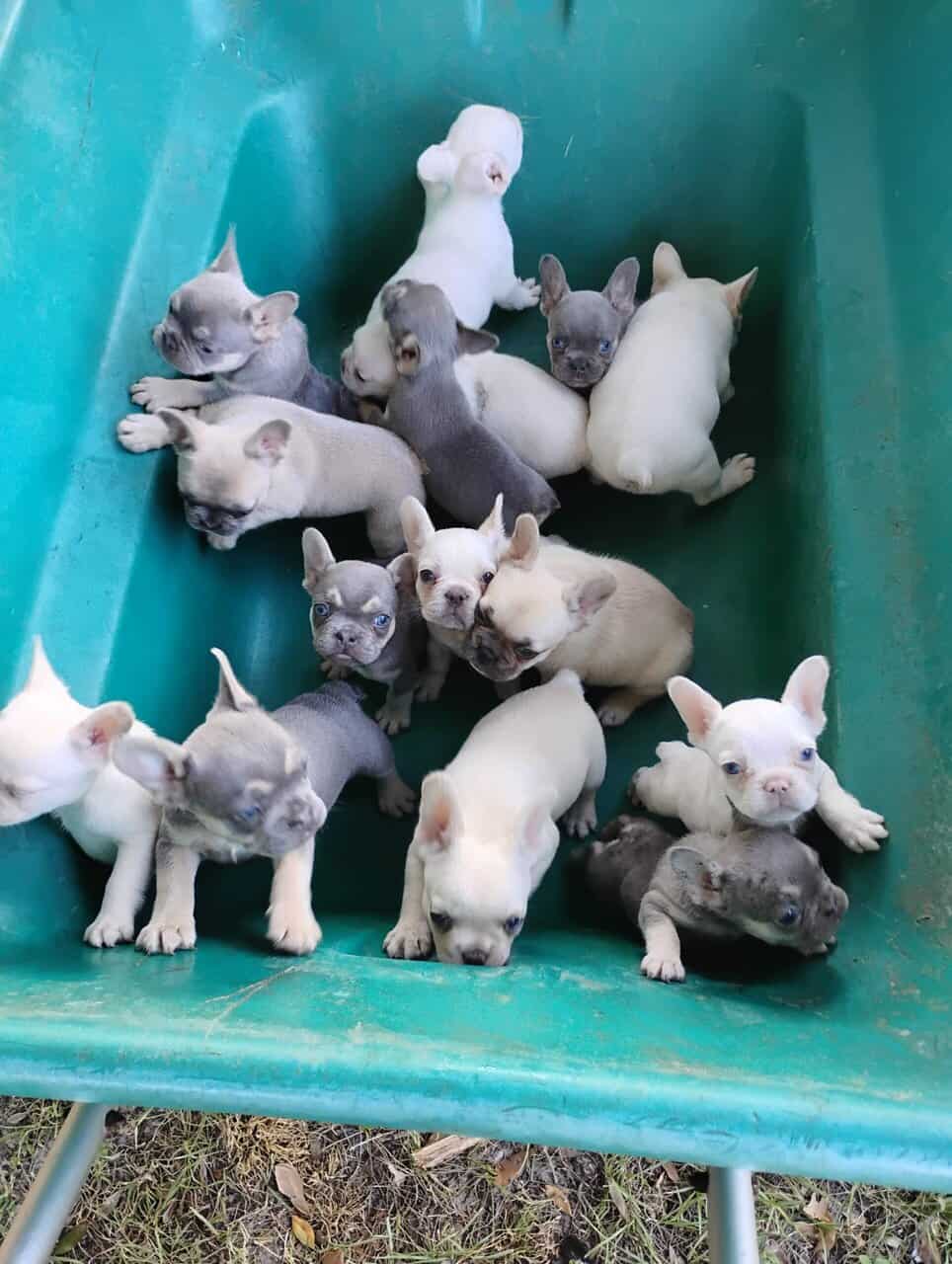 FRENCHIES looking for LOVE image 3
