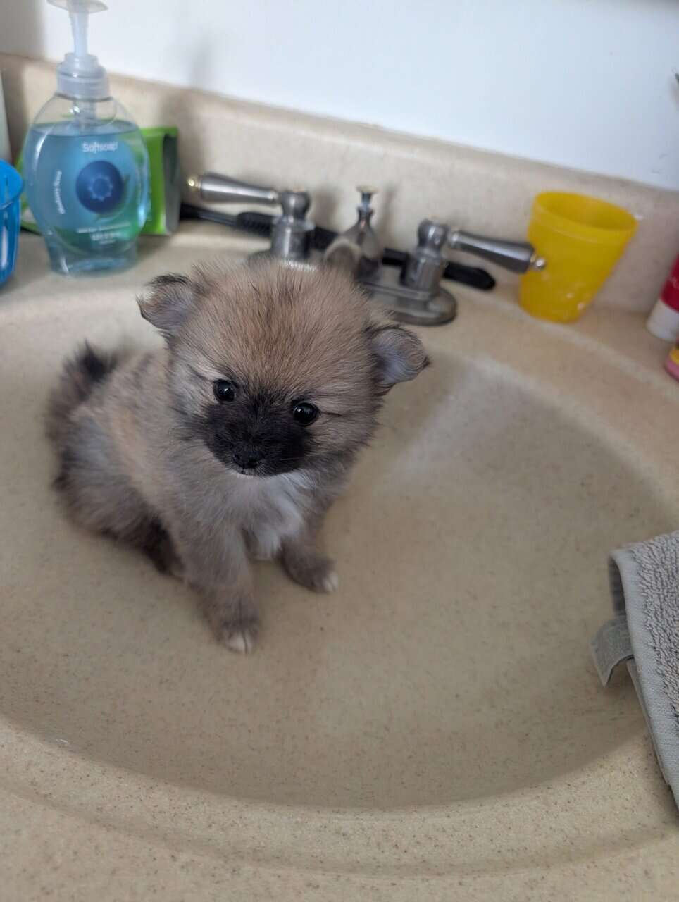 Pommeranians puppies image 5