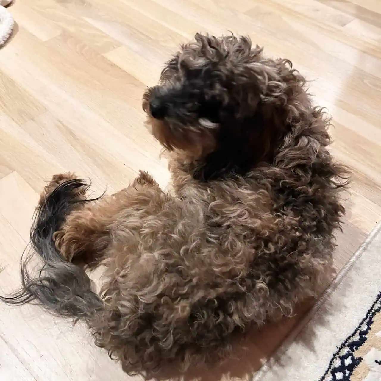 Mini Blue Merle Cavapoo Pups | PetClassifieds.com