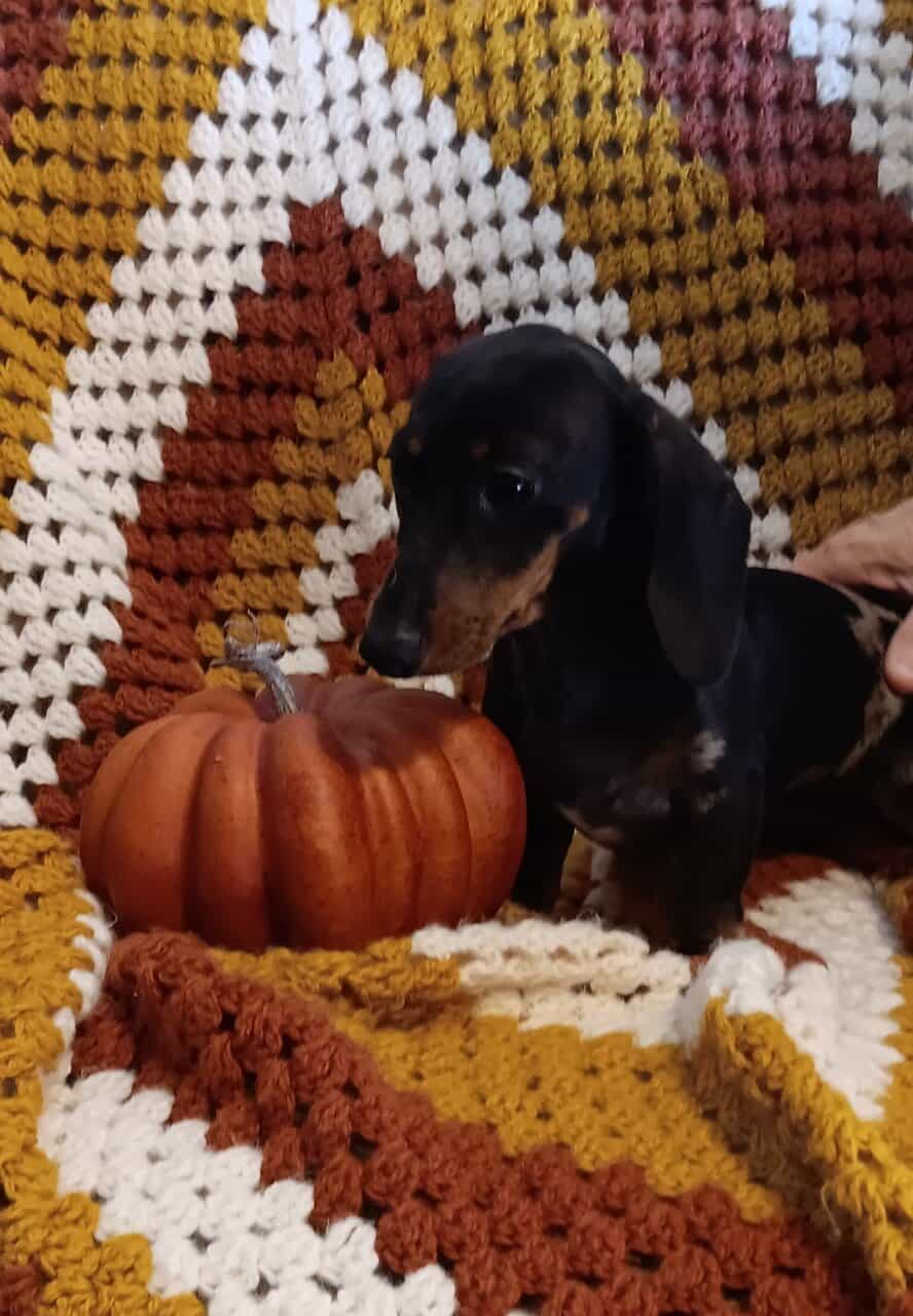 For Sale CKC Dachshund Female Puppy image 5