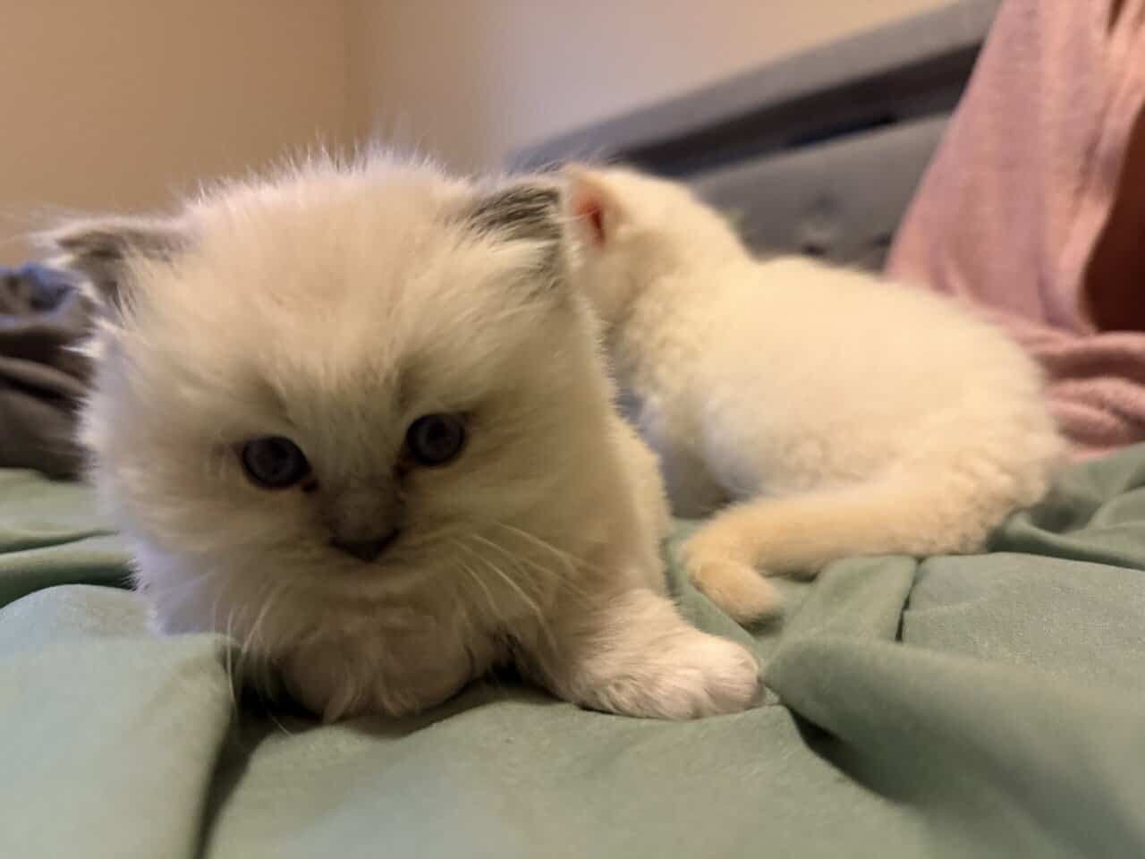 Ragdoll kittens for sale image 9