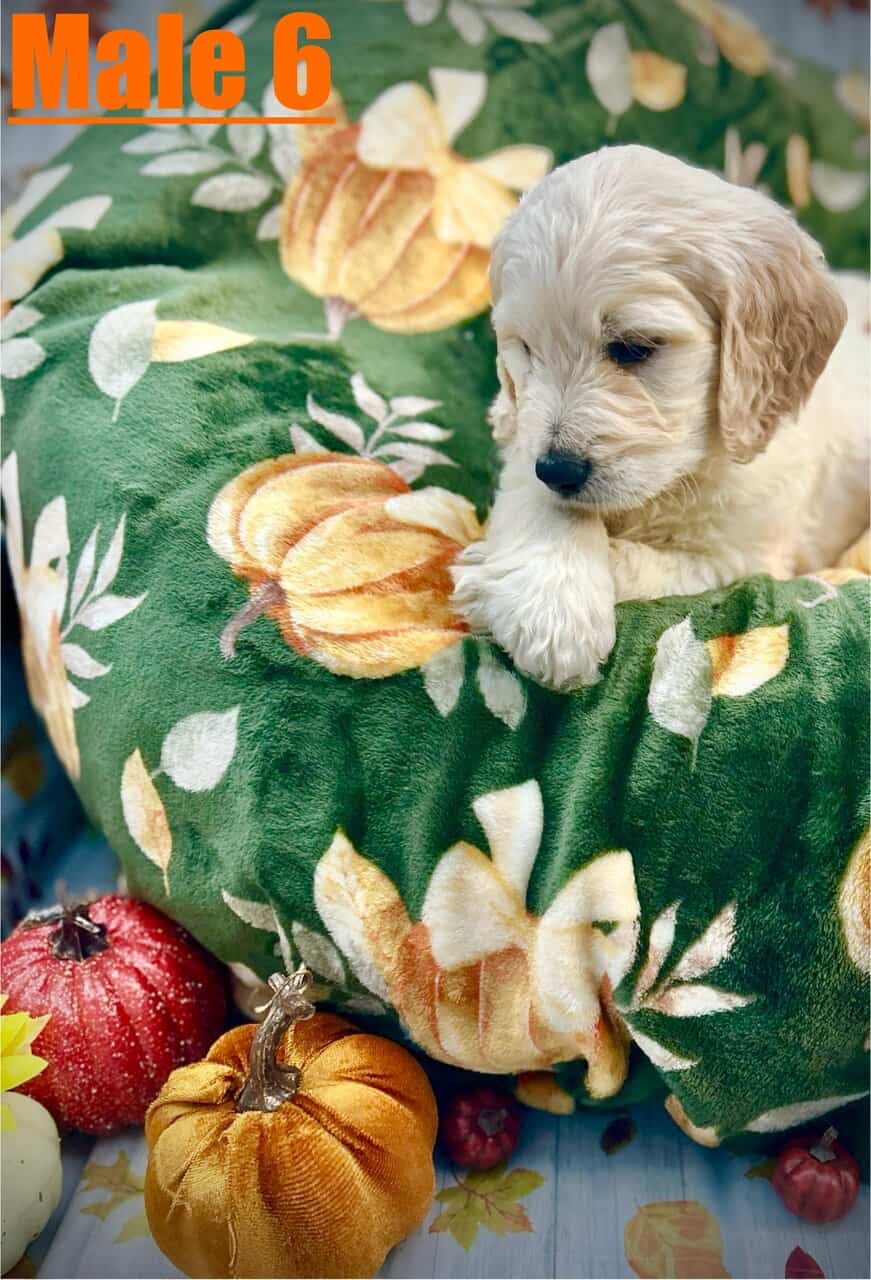 Goldendoodle Puppies Ready in 2 Weeks image 11